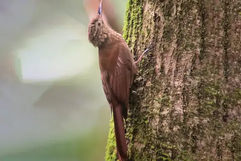 Piping Long-tailed Woodcreeper