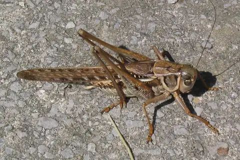 White-faced Bush-cricket