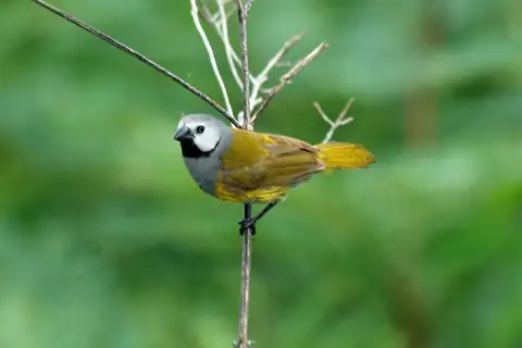 Grey-headed Oliveback