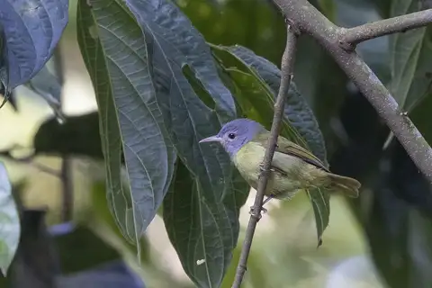 Grey-headed Sunbird