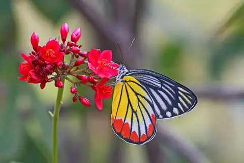 Painted Jezebel