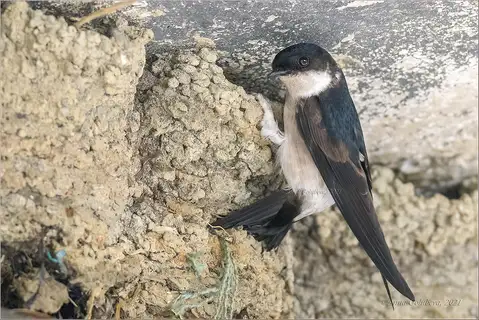 Asian House Martin