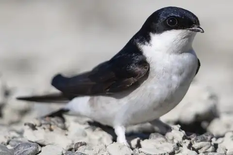 Siberian House Martin