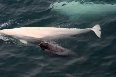Beluga