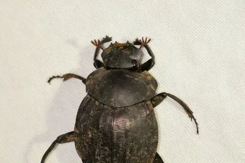 Humpback Dung Beetle