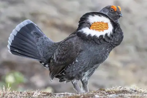 Sooty Grouse