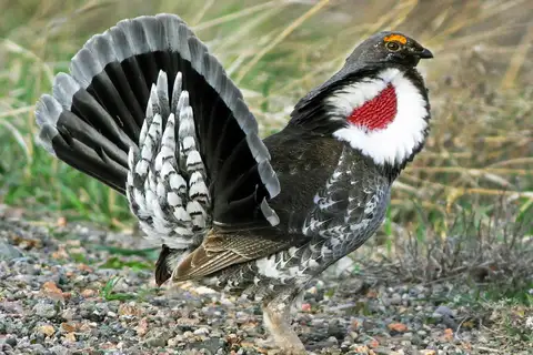 Dusky Grouse