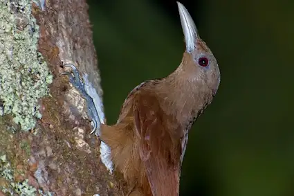Cinnamon-throated Woodcreeper