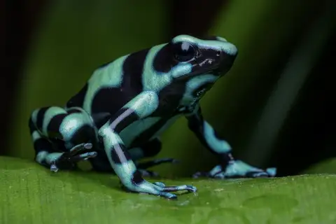 Green-and-black Poison Dart Frog