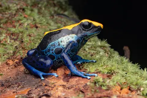 Dyeing Poison Dart Frog