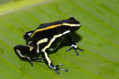 Yellow-striped Poison Dart Frog