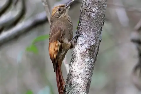 Tawny-winged Woodcreeper