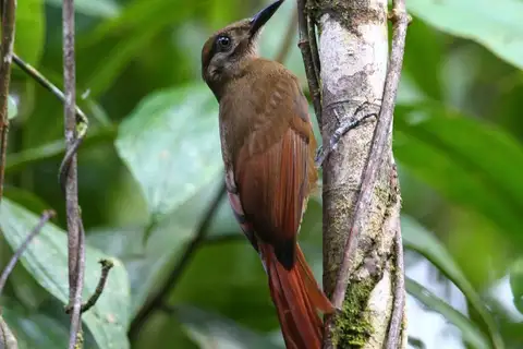 Plain-brown Woodcreeper