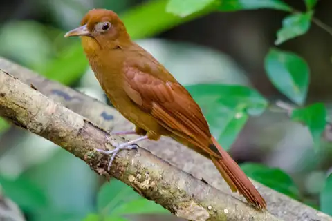 Ruddy Woodcreeper