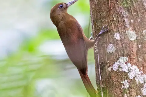 White-chinned Woodcreeper