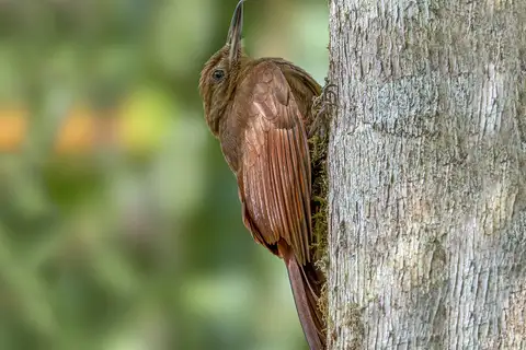 Tyrannine Woodcreeper