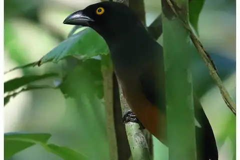 Andaman Treepie