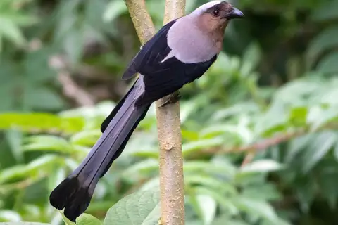 Bornean Treepie