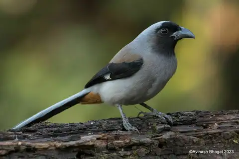 Grey Treepie