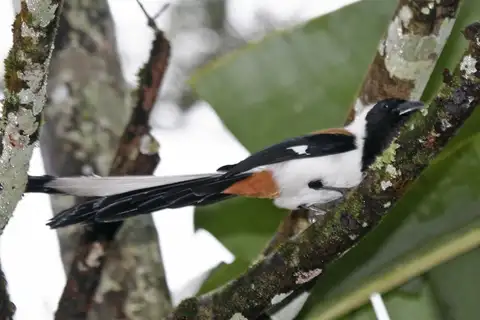 White-bellied Treepie