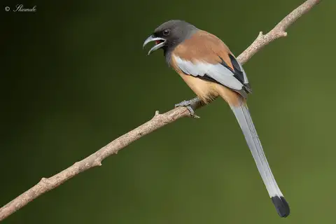 Rufous Treepie