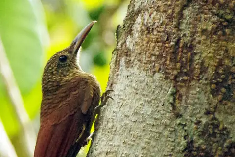 Amazonian Barred Woodcreeper