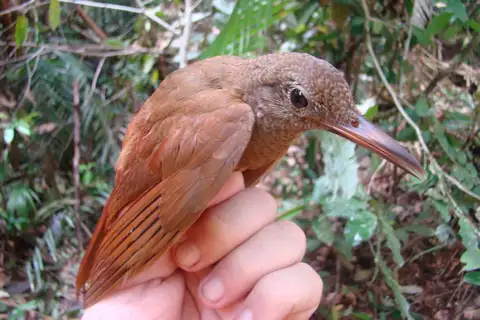 Hoffmanns's Woodcreeper