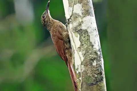Black-banded Woodcreeper