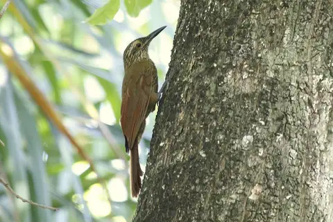 Planalto Woodcreeper