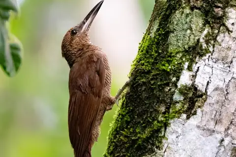 Northern Barred Woodcreeper