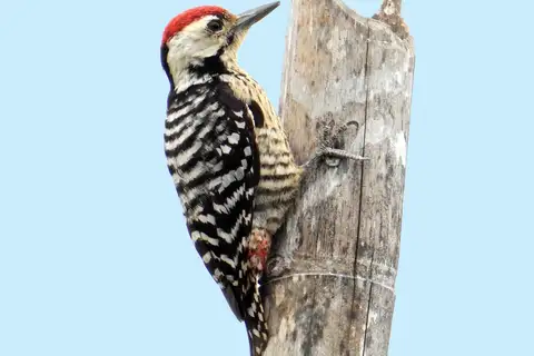 Freckle-breasted Woodpecker
