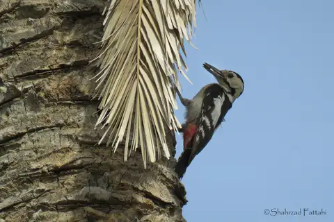 Sind Woodpecker