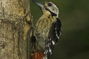 Stripe-breasted Woodpecker