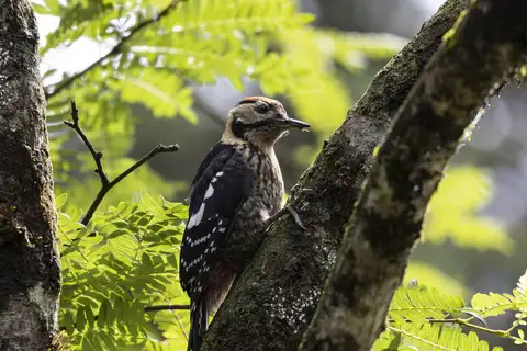 Darjeeling Woodpecker