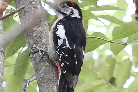 Himalayan Woodpecker