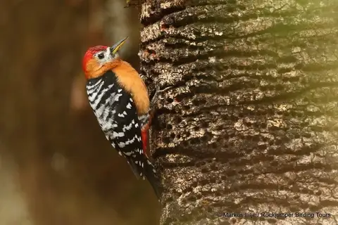 Rufous-bellied Woodpecker