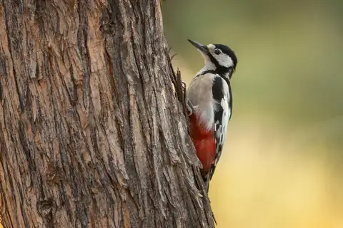 White-winged Woodpecker