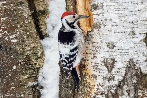 White-backed Woodpecker