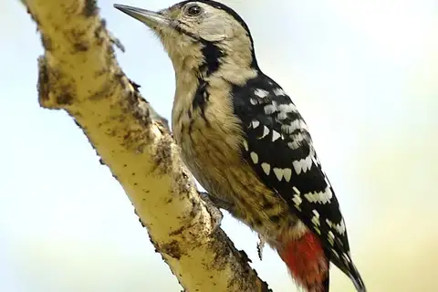 Fulvous-breasted Woodpecker