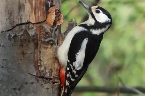 Great Spotted Woodpecker