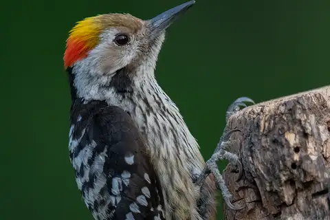 Brown-fronted Woodpecker
