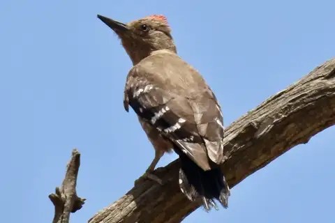 Arabian Woodpecker