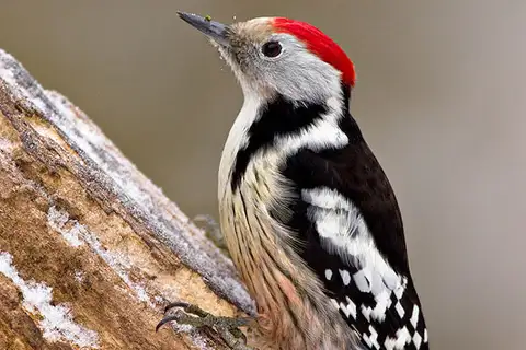 Middle Spotted Woodpecker