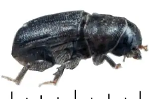 Mountain Pine Beetle