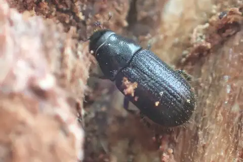 Spruce Bark Beetle