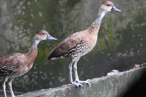 West Indian Whistling Duck