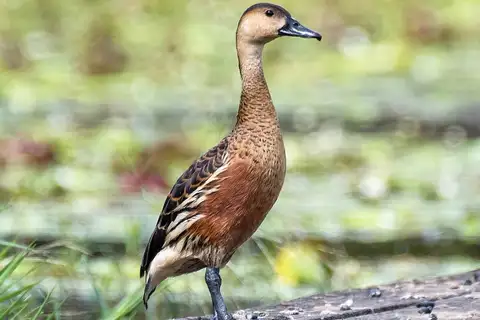 Wandering Whistling Duck