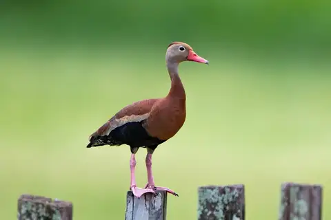 Black-bellied Whistling Duck