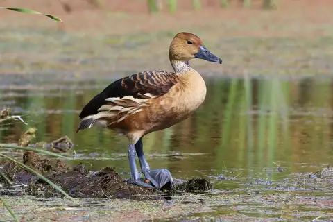 Fulvous Whistling Duck