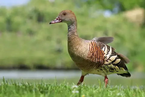 Plumed Whistling Duck